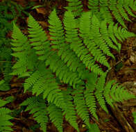 Image of mountain woodfern