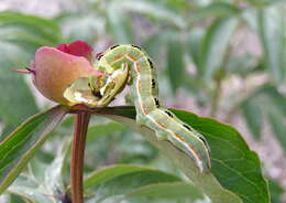 Image of Sword-grass moth