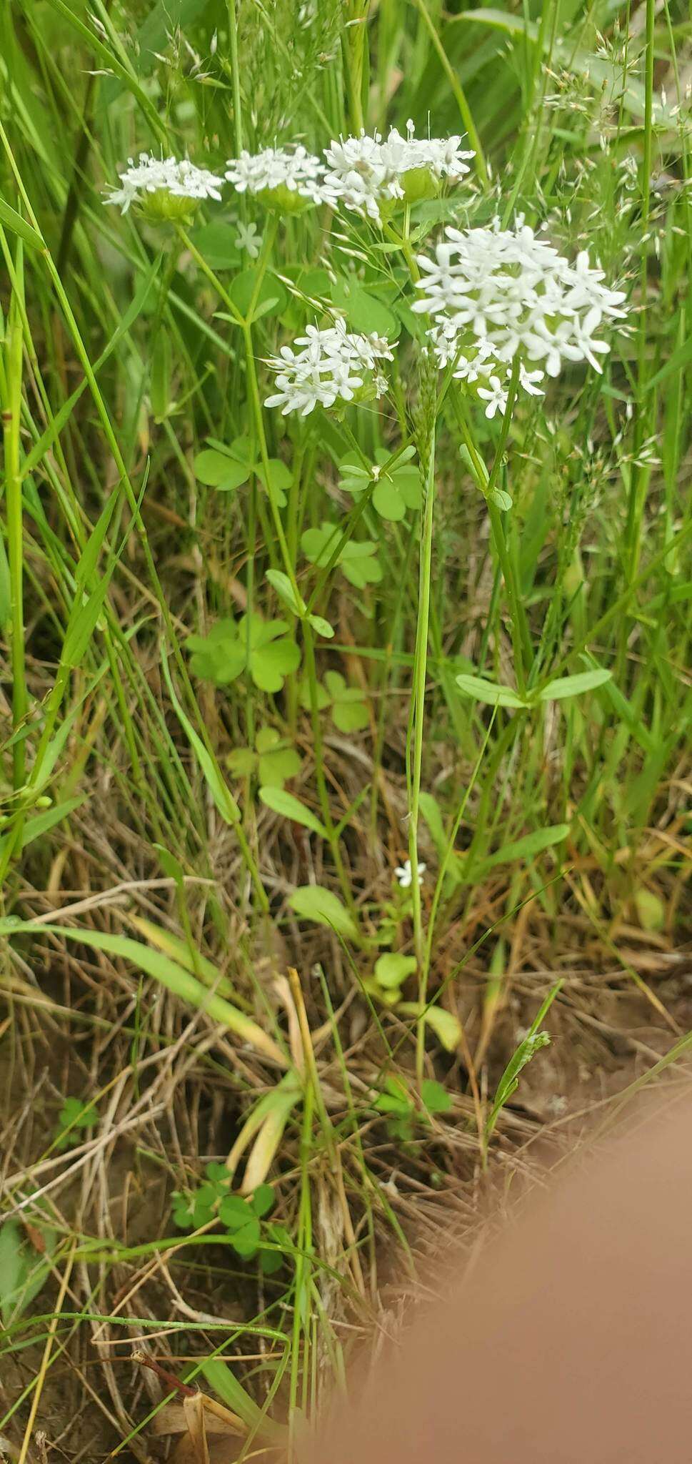 Plancia ëd Valerianella nuttallii (Torr. & Gray) Walp.