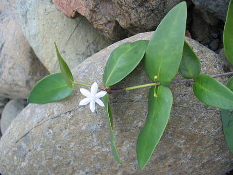 Image of Cyclophyllum letocartiorum Mouly