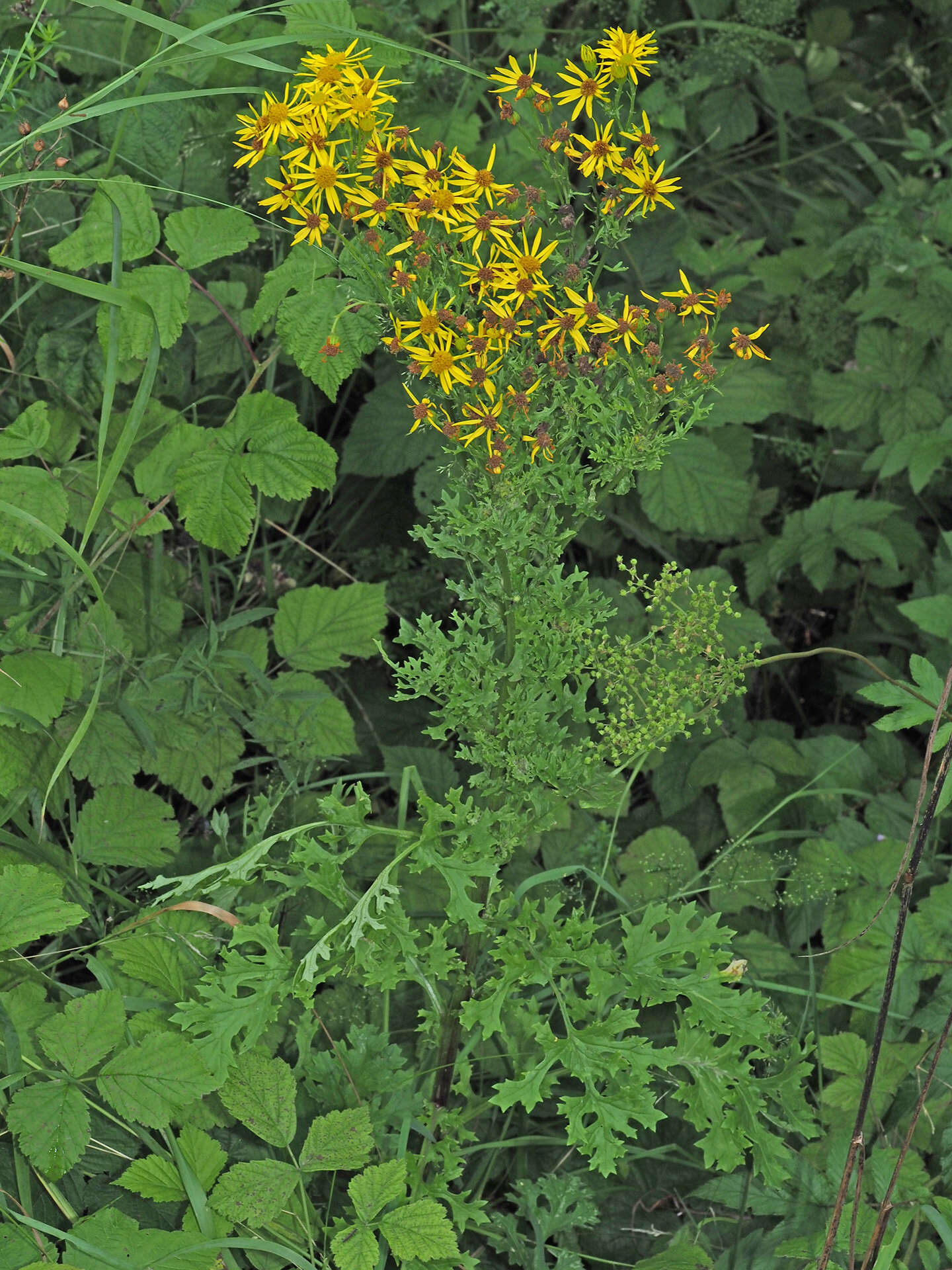 Image of Jacobaea vulgaris subsp. vulgaris