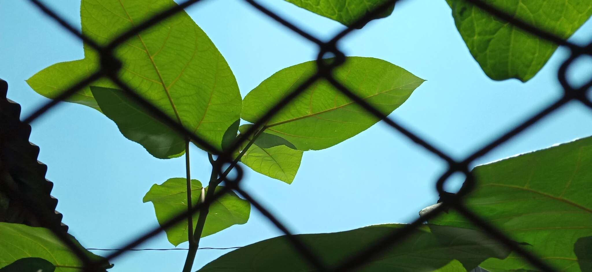 Image of Ficus padana Burm. fil.