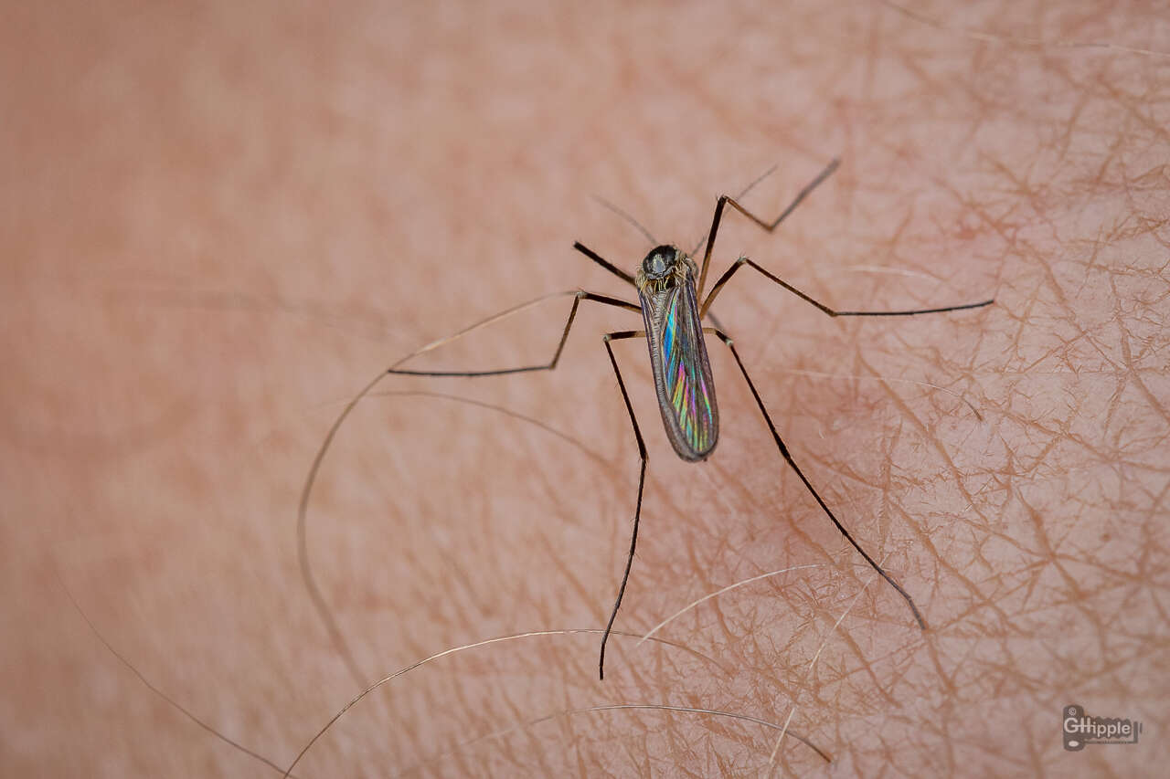 Image of Aedes triseriatus (Say 1823)