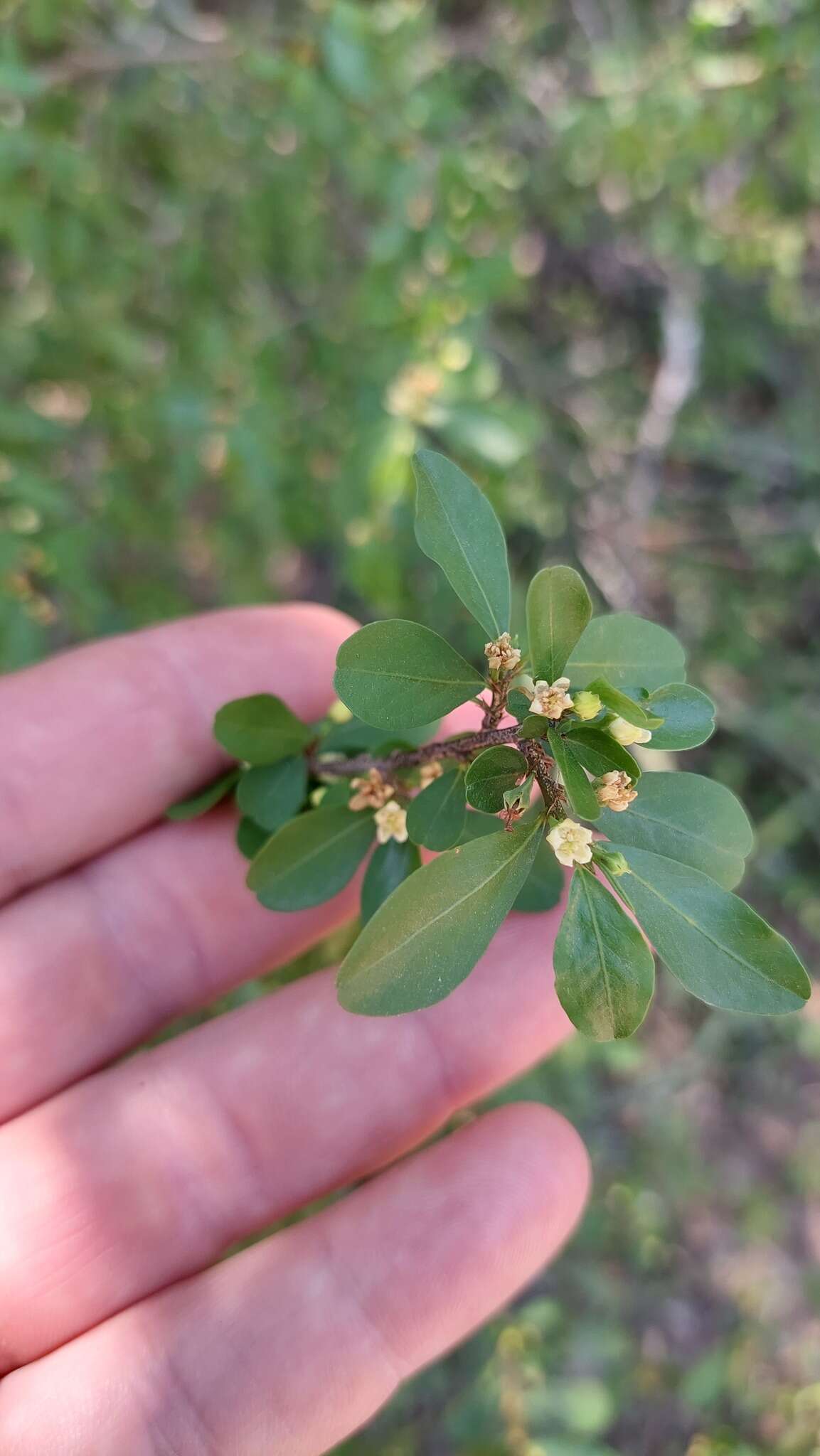 Erythroxylum cuneifolium (Mart.) O. E. Schulz的圖片