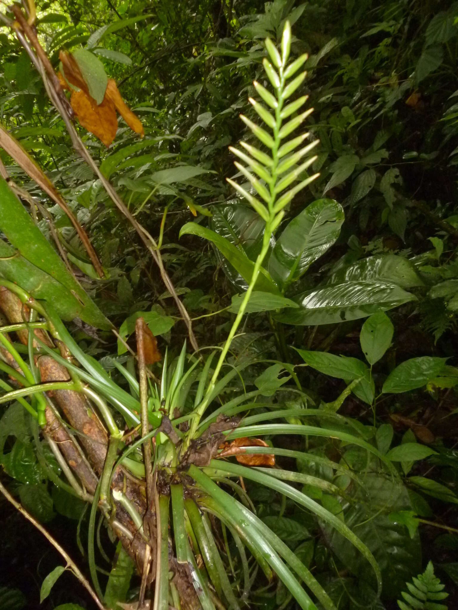 Image of Lemeltonia monadelpha (É. Morren) Barfuss & W. Till