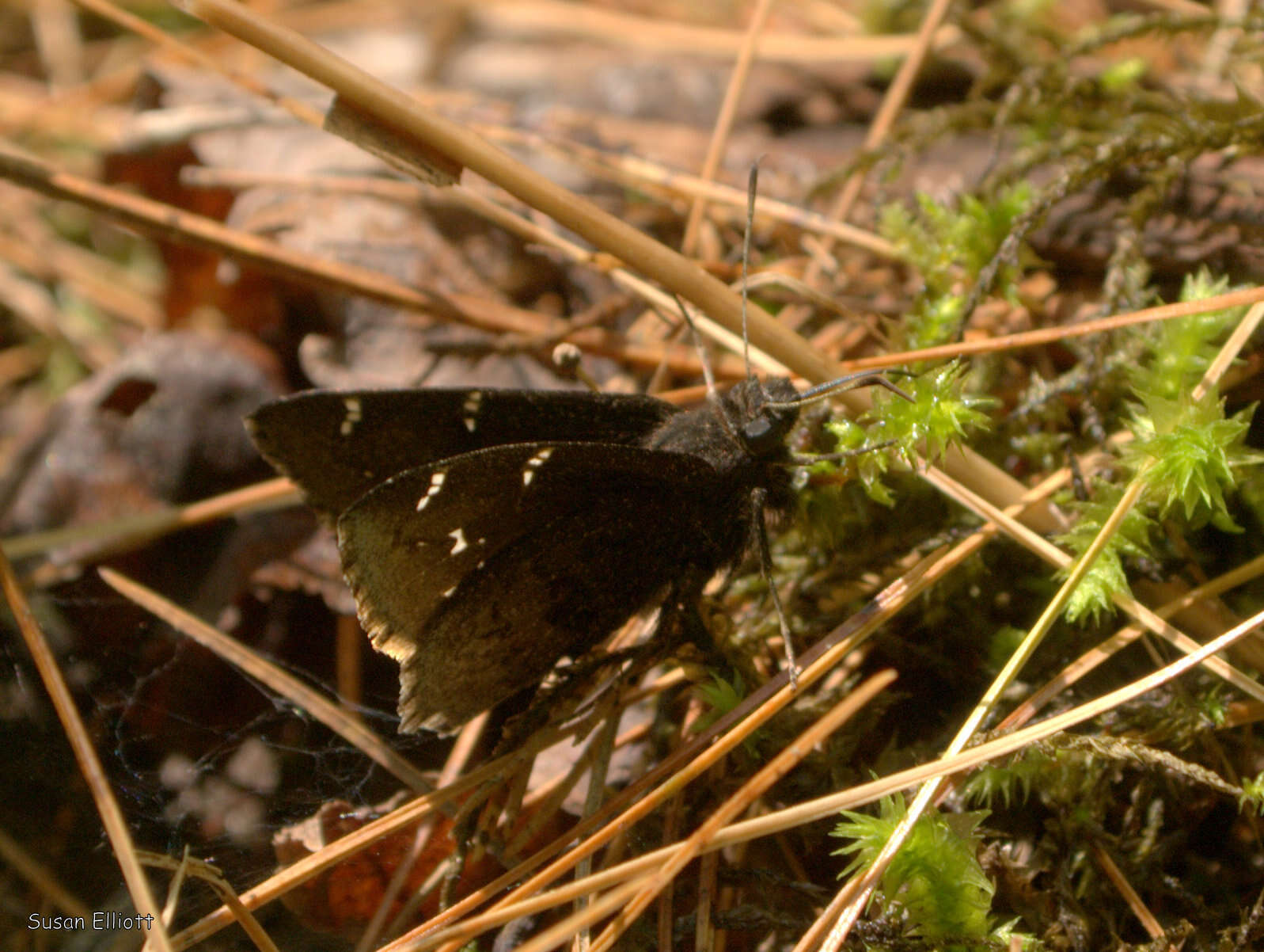 Image of Northern Cloudywing