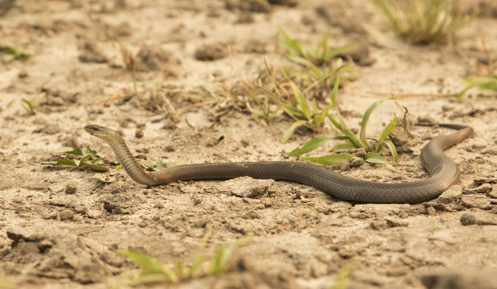 Image of Black-bellied Swamp Snake