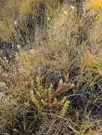 Image of Newfoundland dwarf birch