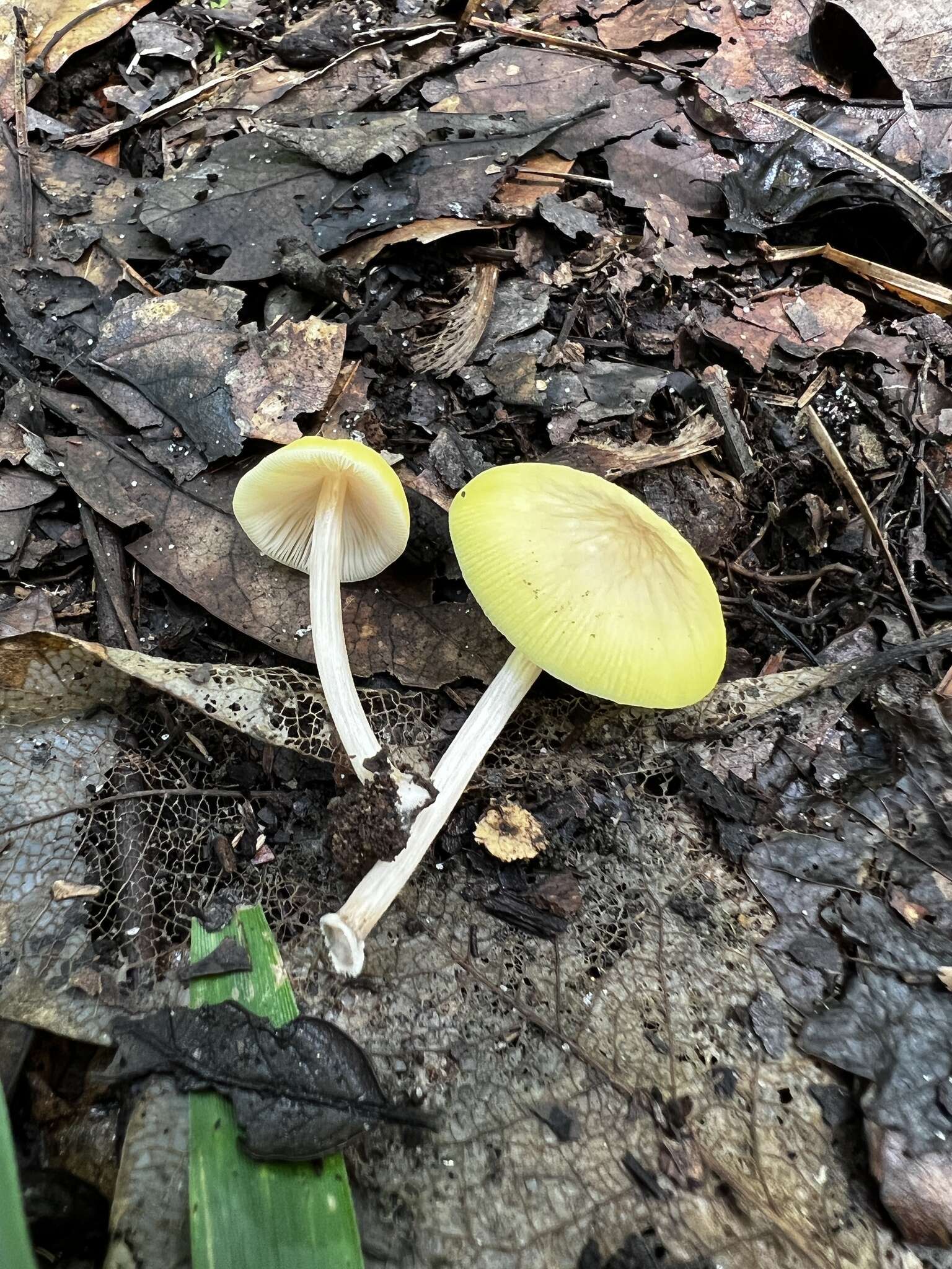 Image of Pluteus chrysaegis (Berk. & Broome) Petch 1912