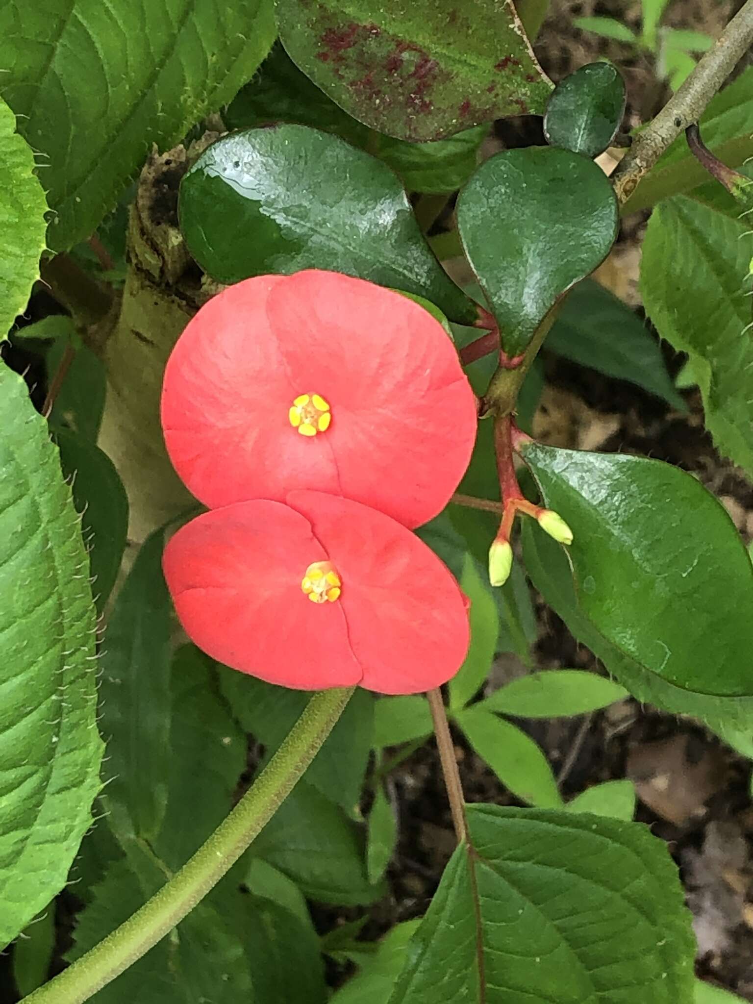 Euphorbia geroldii Rauh resmi