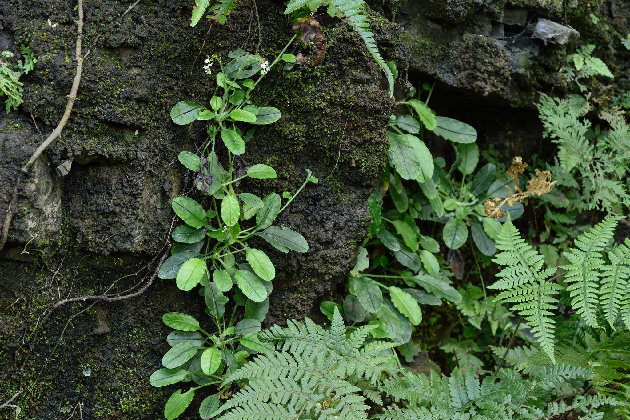 Image of Trigonotis formosana var. elevatovenosa (Hayata) S. D. Shen & J. C. Wang