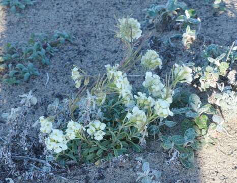 Image of Erysimum concinnum Eastw.