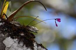 Image of Domingoa purpurea (Lindl.) Van den Berg & Soto Arenas