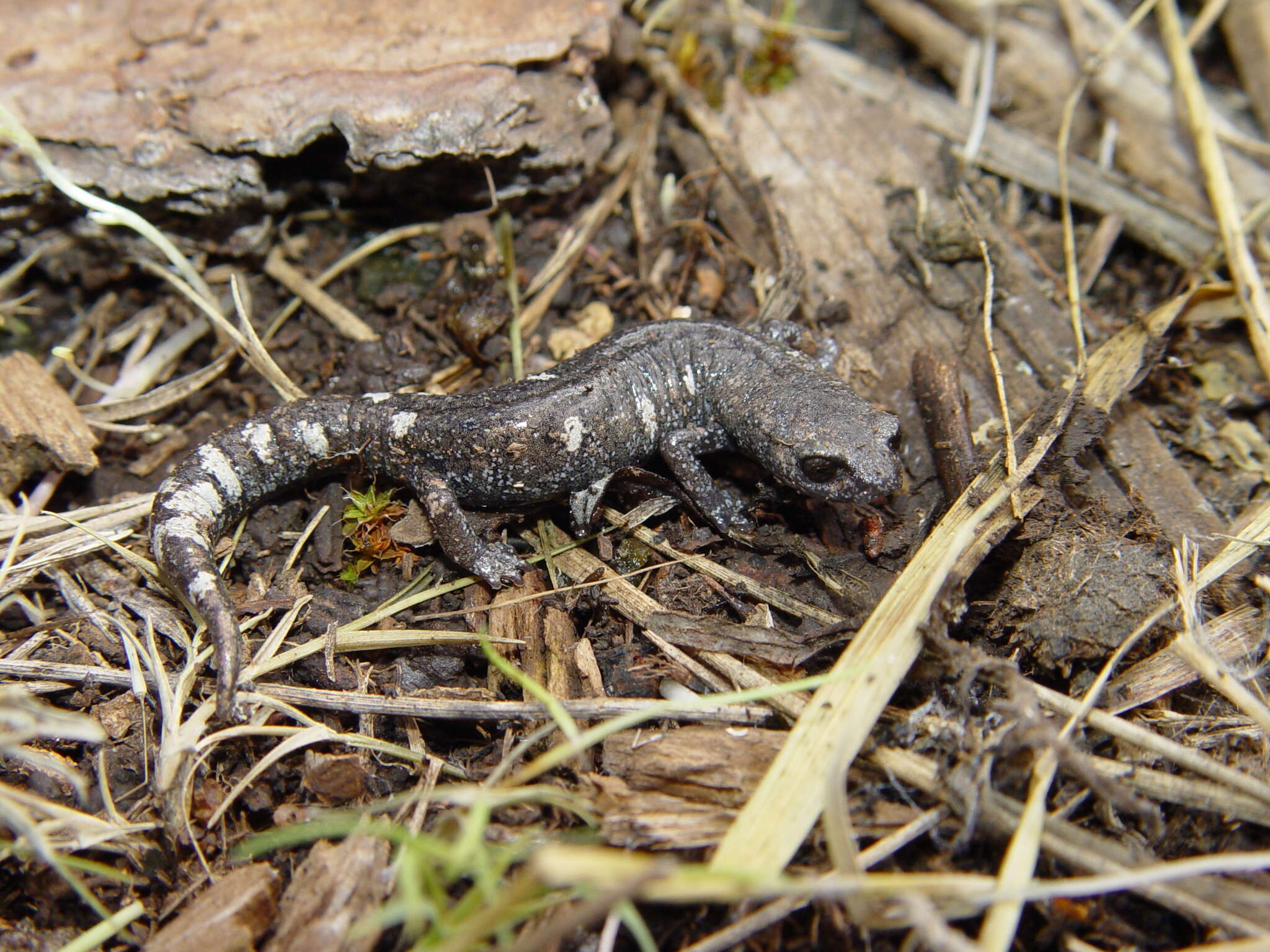 Image of Galeana False Brook Salamander