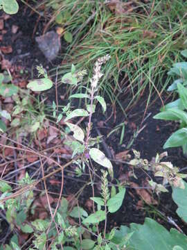 Image of Melampyrum roseum Maxim.