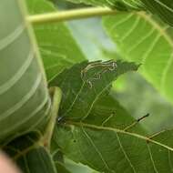 Imagem de Stigmella juglandifoliella (Clemens 1861) Wilkinson et al. 1979