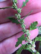 Image of clammy goosefoot