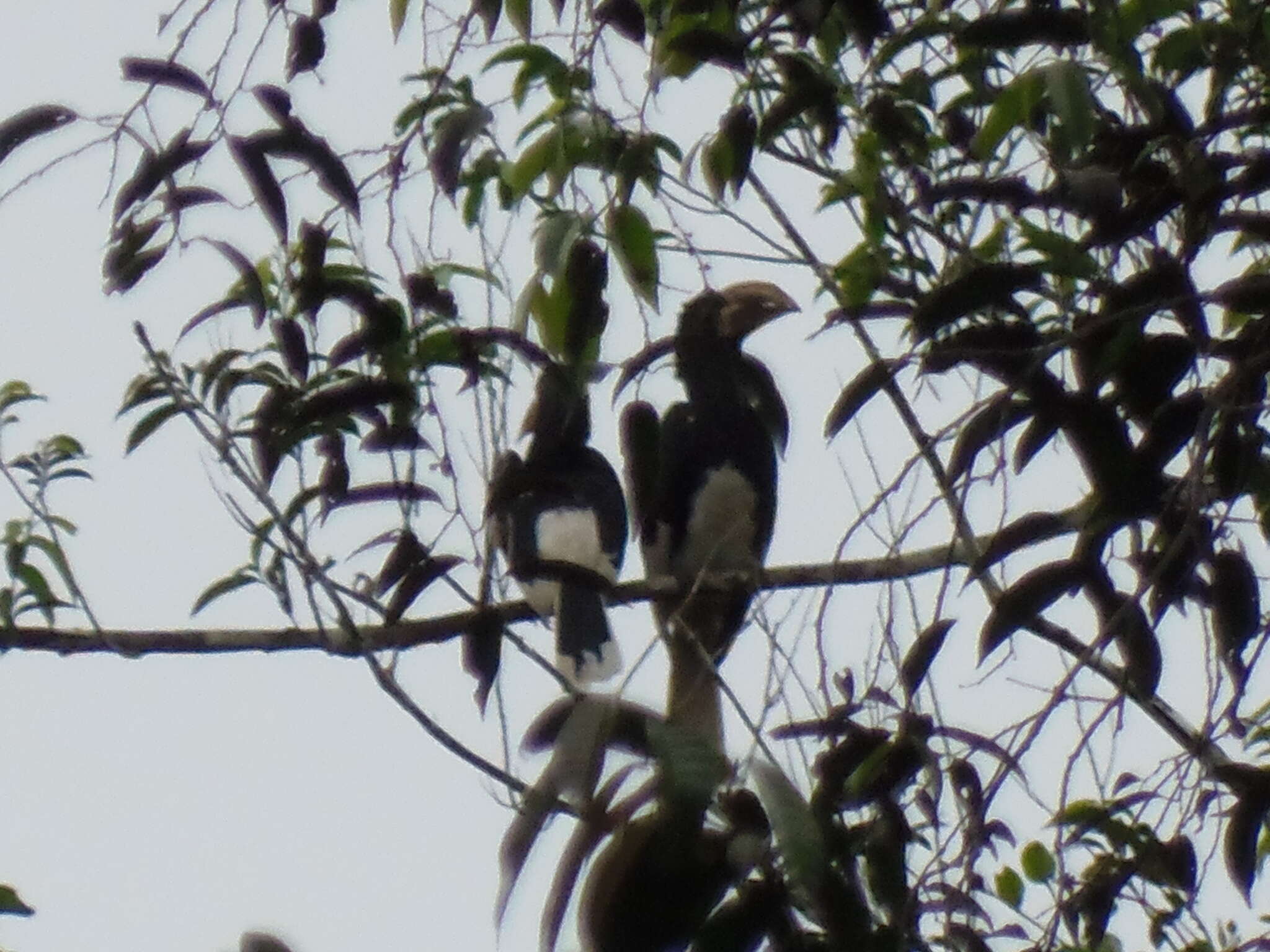 Image of White-thighed hornbill