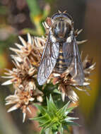 Sivun Scaptia jacksonii (Macquart 1838) kuva