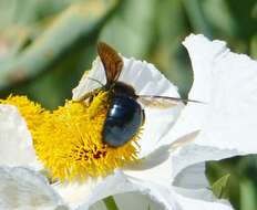 Xylocopa californica Cresson 1864 resmi