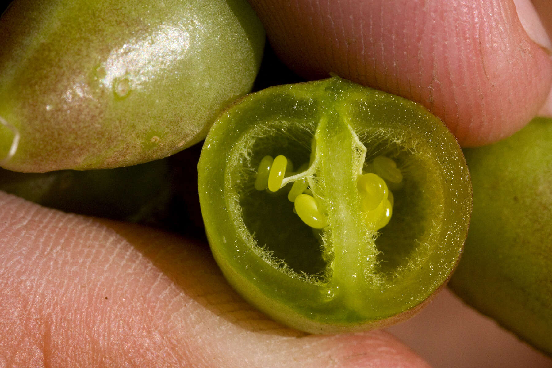 Imagem de Astragalus crassicarpus var. cavus Barneby