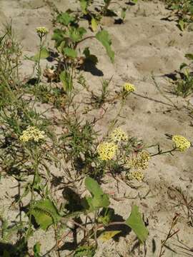 Image of Achillea submicrantha N. N. Tzvel.