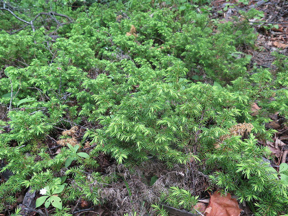 Imagem de Juniperus communis var. saxatilis Pall.