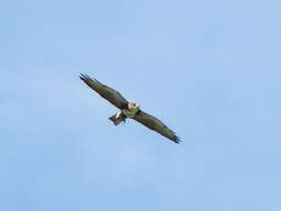 Imagem de Buteo albigula Philippi 1899