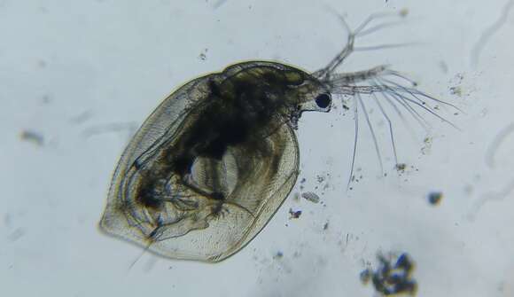 Image of Water flea