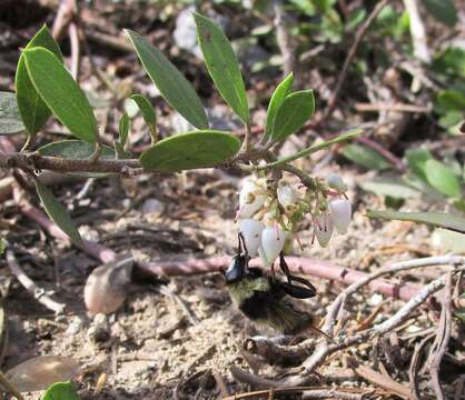 Image de Criorhina caudata Curran 1925