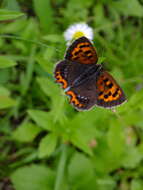 <i>Lycaena phlaeas daimio</i> resmi