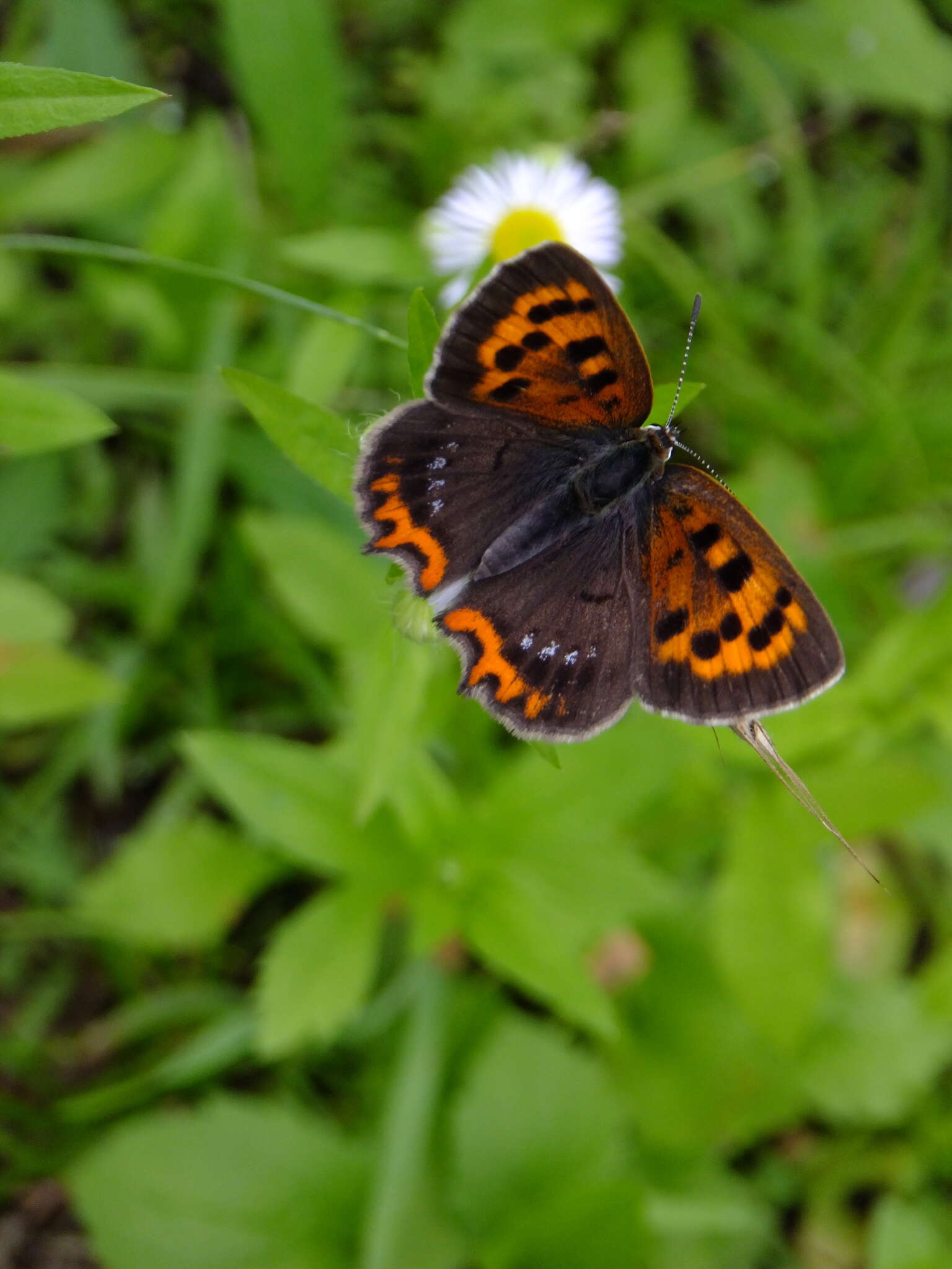 <i>Lycaena phlaeas daimio</i> resmi