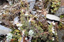 Image of Euphrasia transmorrisonensis var. durietziana (Ohwi) T. C. Huang & M. J. Wu