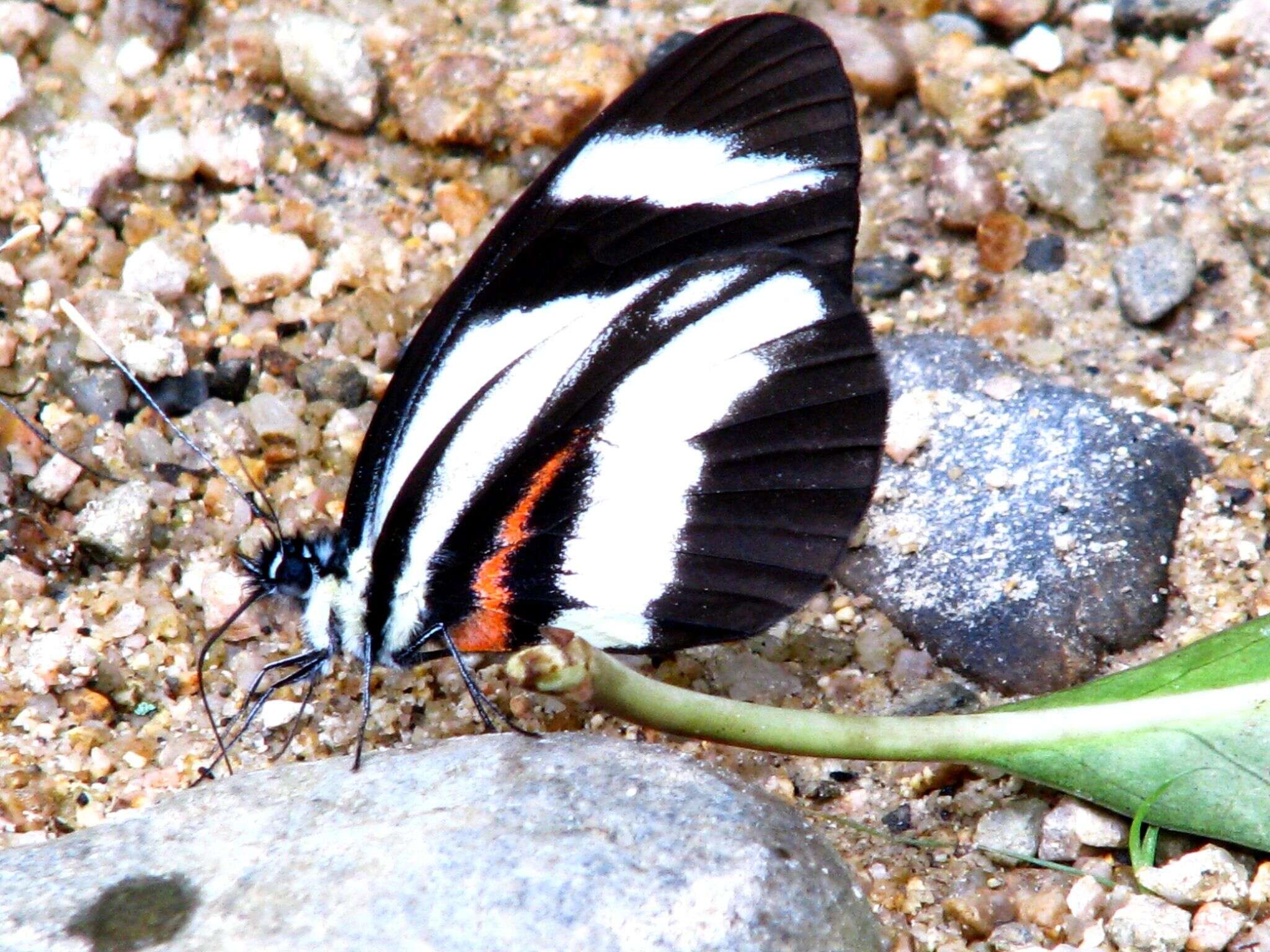 Image of Perrhybris lorena (Hewitson 1852)