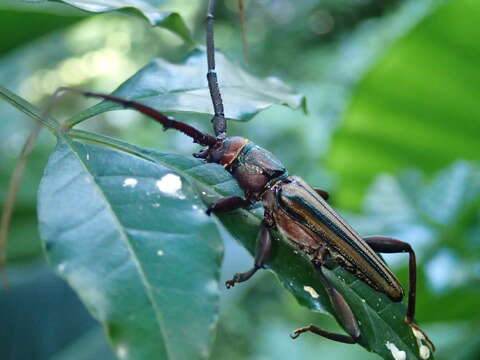 Image of Monkeypod roundheaded borer