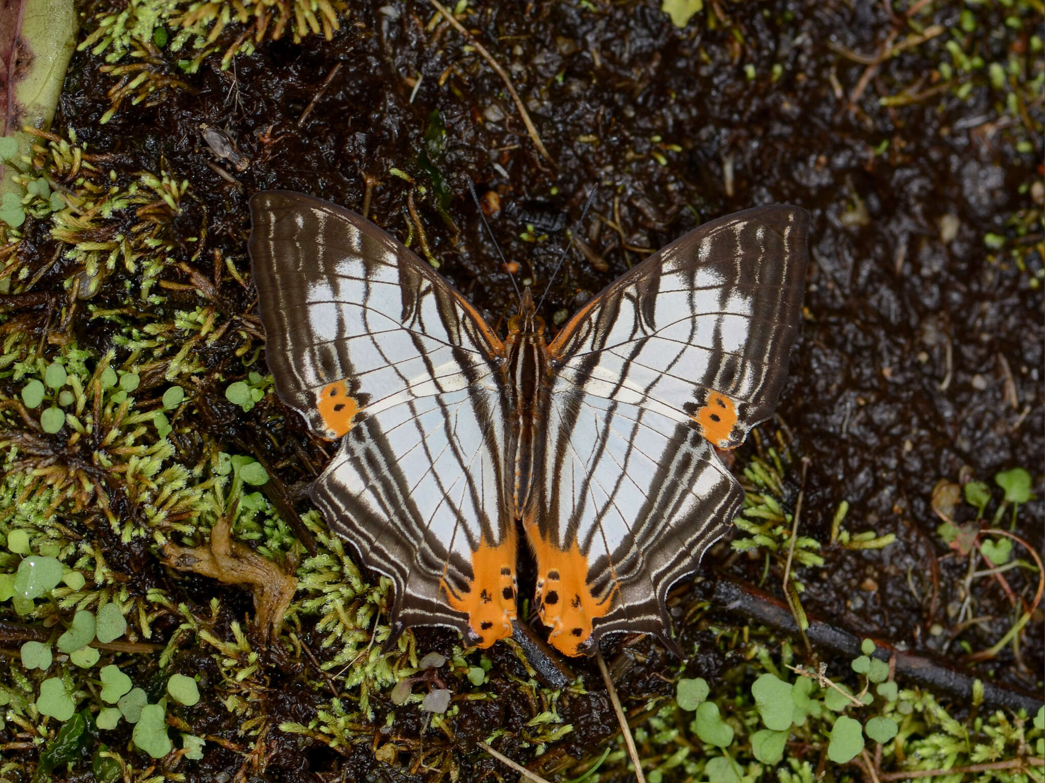 Image of Cyrestis maenalis Erichs 1834