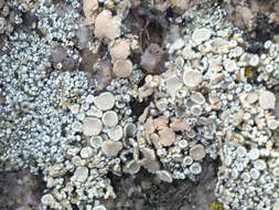 Image of Bolander's cladidium lichen