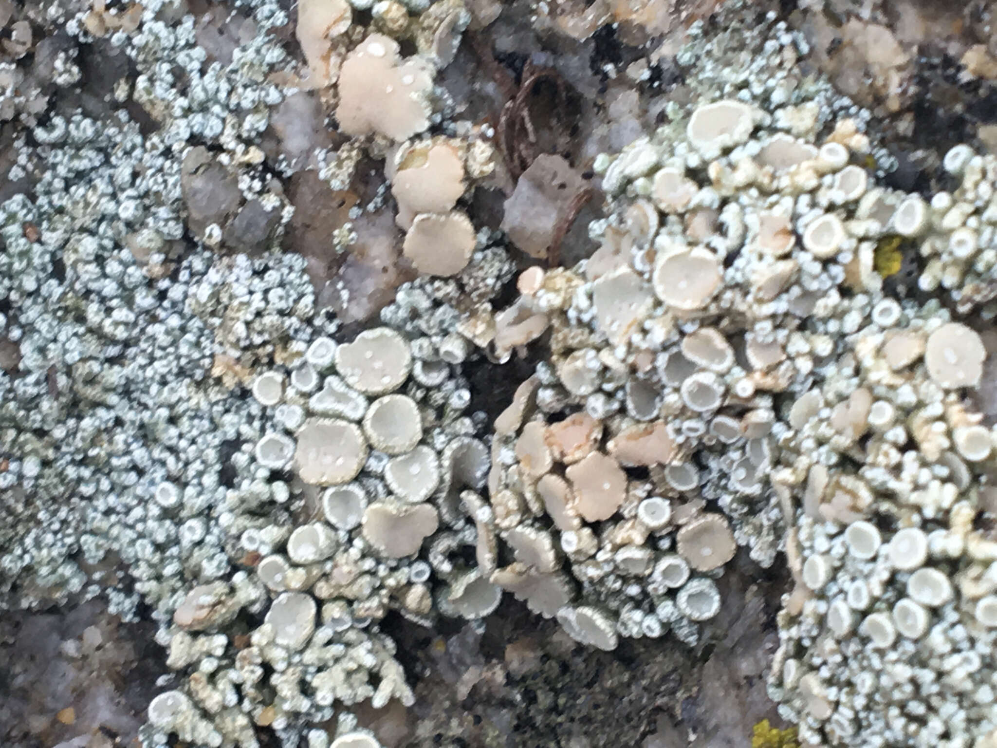 Image of Bolander's cladidium lichen