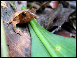 Image of Rhinella castaneotica (Caldwell 1991)