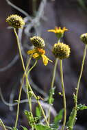 Image of Rothrock's crownbeard