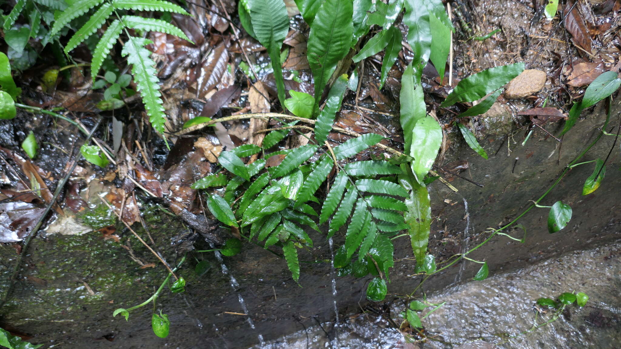 Image of Bolbitis subcordata (Copel.) Ching