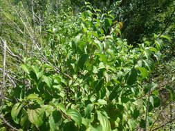 Image of Cornus sanguinea subsp. sanguinea