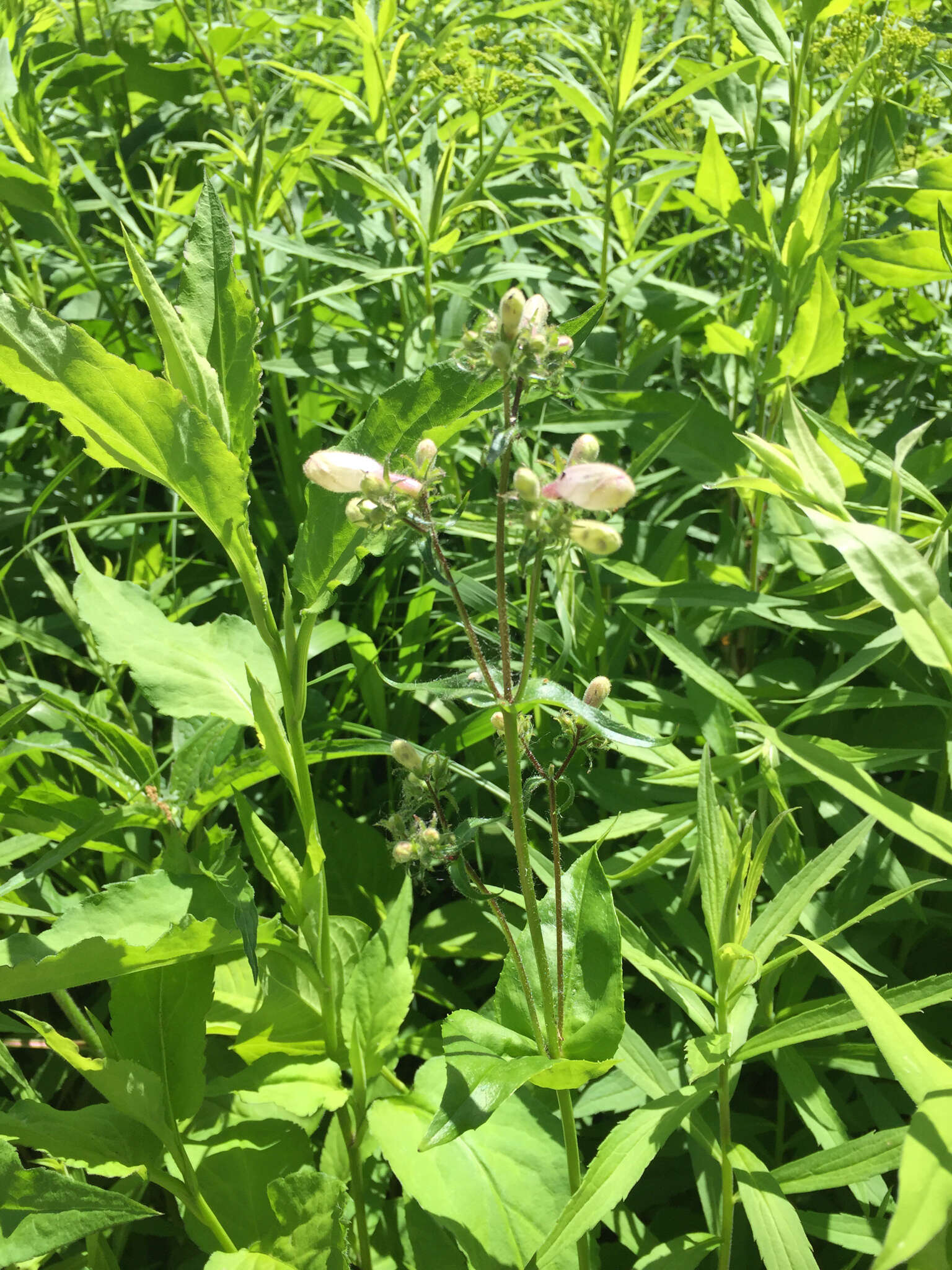 Image of longsepal beardtongue