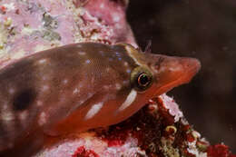 Image of New Zealand urchin clingfish