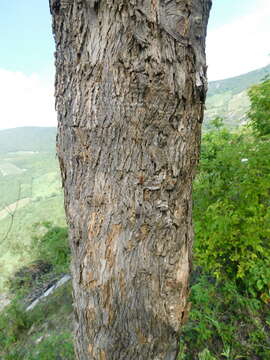 Image of Fraxinus purpusii Brandegee