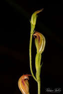 Pterostylis clivosa的圖片