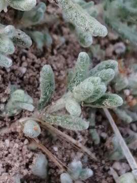 Image of Teucrium gnaphalodes L'Hér.