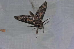 Image of Pink-spotted Hawkmoth