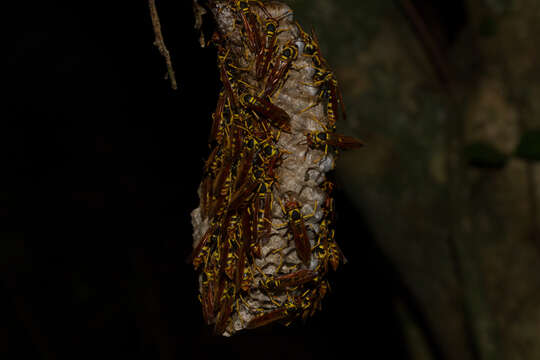 Image of Polistes crinitus (Felton 1764)