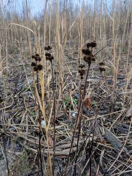 Juncus torreyi Coville的圖片